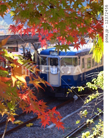 紅葉臨時列車 115系 12372456