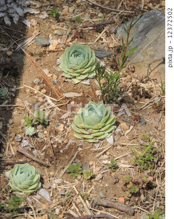那珂湊の風景　岩ボタン 12372502
