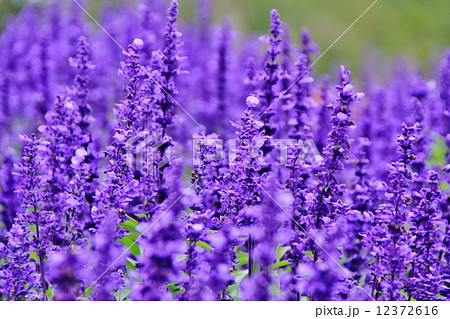 富良野のラベンダー 富良野のラベンダー 12372616
