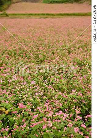 そばの花 12372696