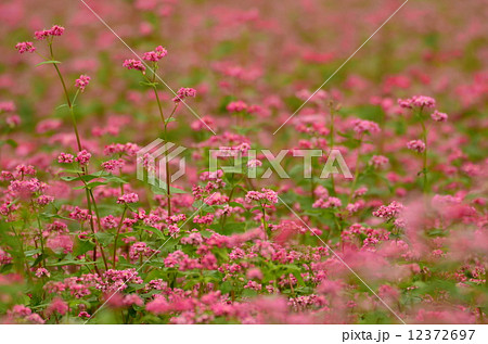 そばの花 12372697