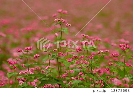 そばの花 12372698