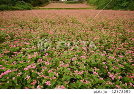 そばの花 12372699