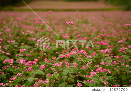 そばの花 12372700