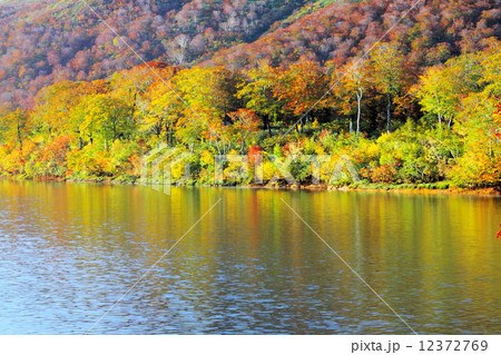 須川湖の紅葉 12372769