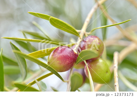 オリーブの実 オリーブの実 12373173