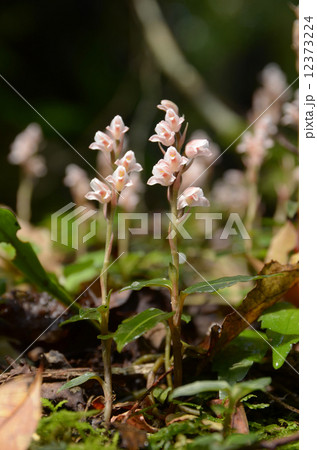 シュスラン　 12373224