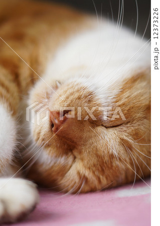 眠る茶猫 眠る茶猫 12373226