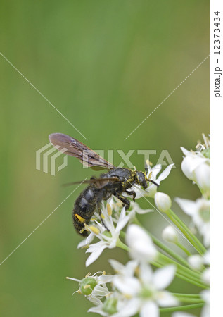 キオビツチバチ（黄帯土蜂） 12373434