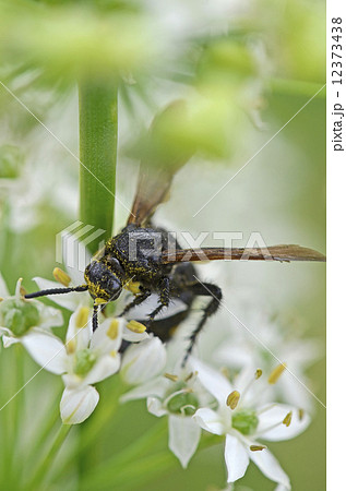 キオビツチバチ（黄帯土蜂） 12373438