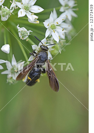 キオビツチバチ（黄帯土蜂） 12373439