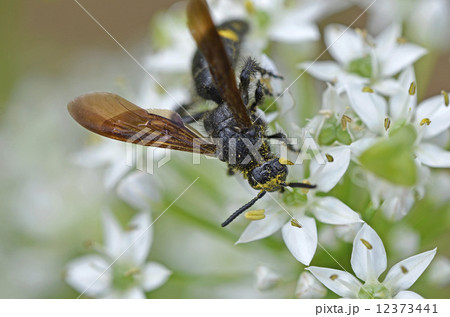 キオビツチバチ（黄帯土蜂） 12373441
