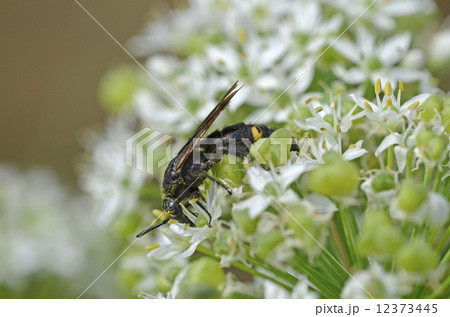 キオビツチバチ（黄帯土蜂） 12373445