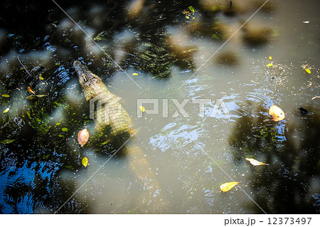 Crocodile in pond on farm zoo thailand Crocodile in pond on farm zoo thailand 12373497