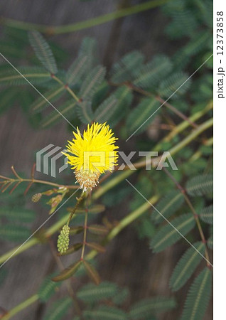 ミズオジギソウ ミズオジギソウ 12373858