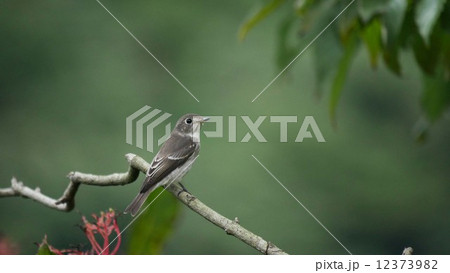 コサメビタキ　2 12373982