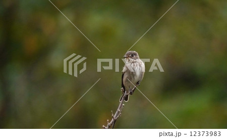 孤独なサメビタキ 12373983