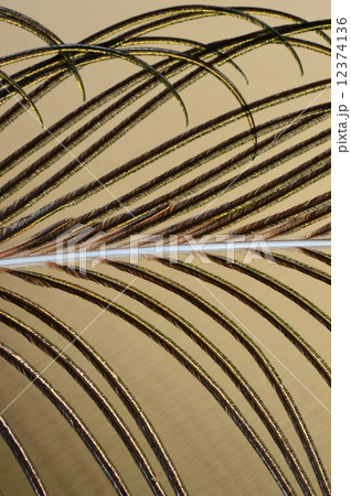 インドクジャクのオスの羽根　ゴールド背景 12374136