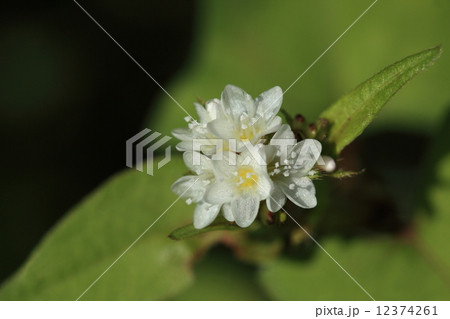 自然　植物　ミゾソバ、秋に湿地一面に小さな美しい花を咲かせます。色のバリエーションが多いうえ、姿が似た植物もありややこしい植物です。これはシロバナミゾソバでしょうか 12374261