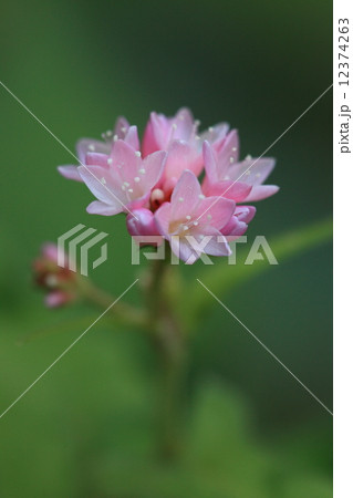 自然 植物 ミゾソバ 秋に湿地一面に小さな美しい花を咲かせます 色のバリエーションが多いうえ の写真素材