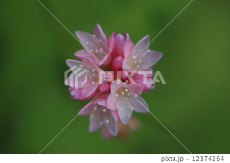 自然 植物 ミゾソバ 秋に湿地一面に小さな美しい花を咲かせます 色のバリエーションが多いうえ の写真素材