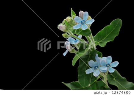 ブルースター ブルースター 12374300