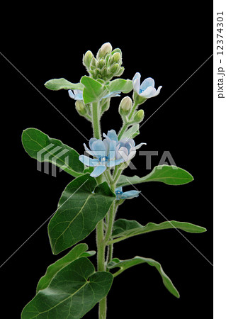 ブルースター 12374301