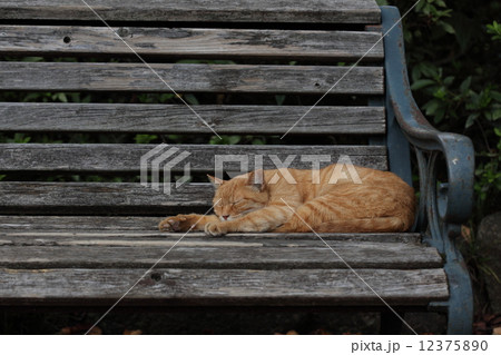 生き物　ペット　自由猫、公園のベンチでお休み中 12375890