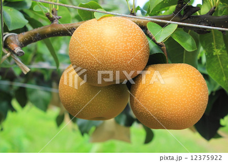 南信州の赤梨 12375922