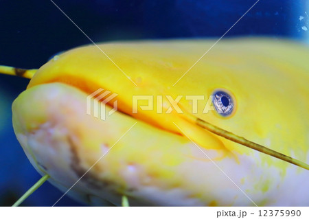 奇跡のナマズ 12375990