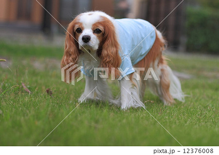 キャバリア・キングチャールズ・スパニエルのブレンハイム キャバリア・キングチャールズ・スパニエルのブレンハイム 12376008