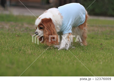 キャバリア・キングチャールズ・スパニエルのブレンハイム キャバリア・キングチャールズ・スパニエルのブレンハイム 12376009