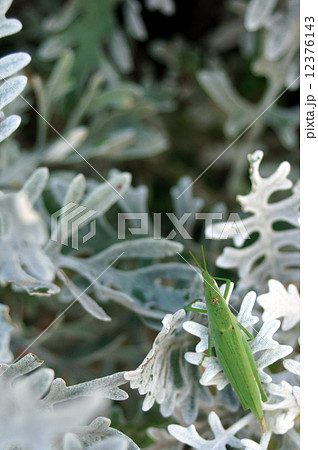 オンブバッタとシロタエギク 12376143