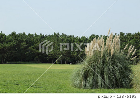 西洋ススキ 西洋ススキ 12376195