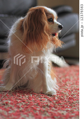 キャバリア・キングチャールズ・スパニエルのブレンハイム 12376563