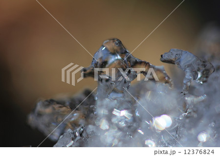 ブタとイヌの形の小さな氷。 12376824