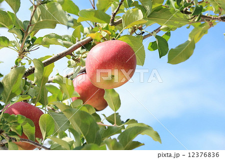 サンふじ 12376836