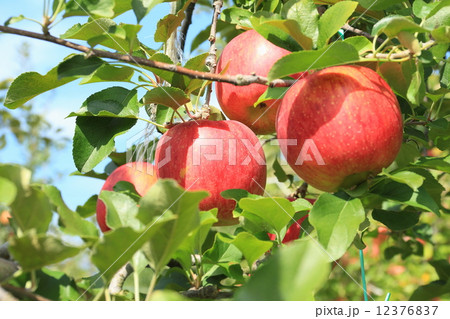 シナノスイート シナノスイート 12376837