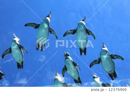 空飛ぶペンギン 空飛ぶペンギン 12376900