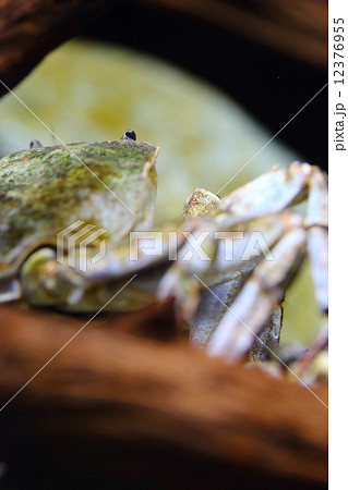 モクズガニ 12376955