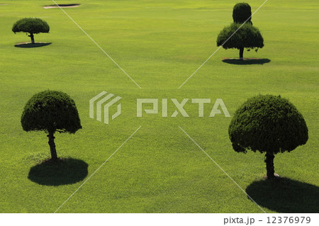 芝生 芝生 12376979