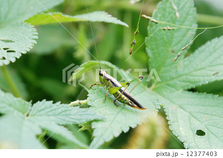 ササキリ ササキリ 12377403