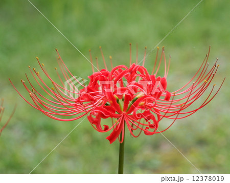 彼岸花 12378019