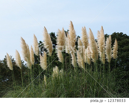 パンパグラス 12378033