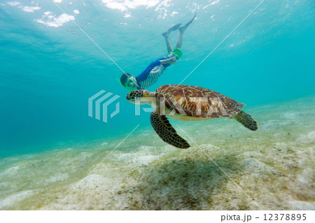 Boy snorkeling with sea turtle Boy snorkeling with sea turtle 12378895