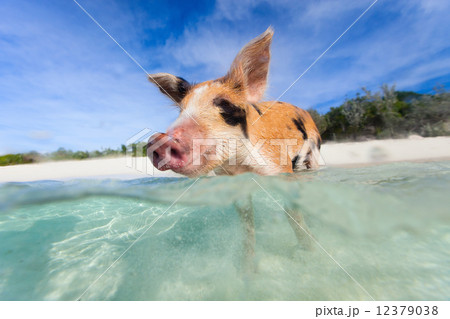 Swimming piglet on Exuma island 12379038