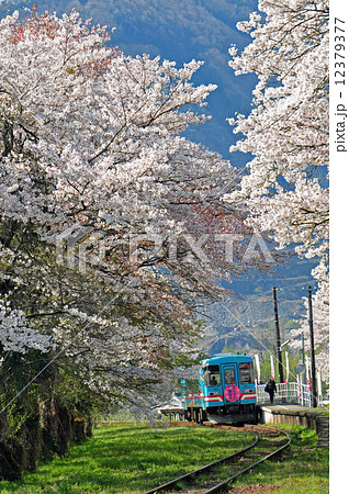 樽見鉄道の春 12379377