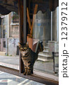 店番する猫 12379712