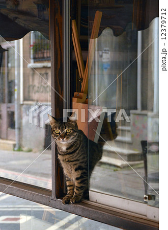 店番する猫 12379712