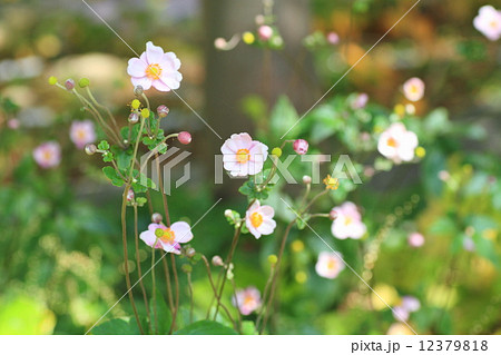 シュウメイギクの花 12379818